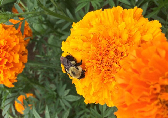 Marigolds with bee.